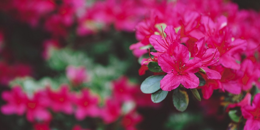 Shingba Rhododendron Sanctuary is the best place to visit in Yumthang Valley in April.