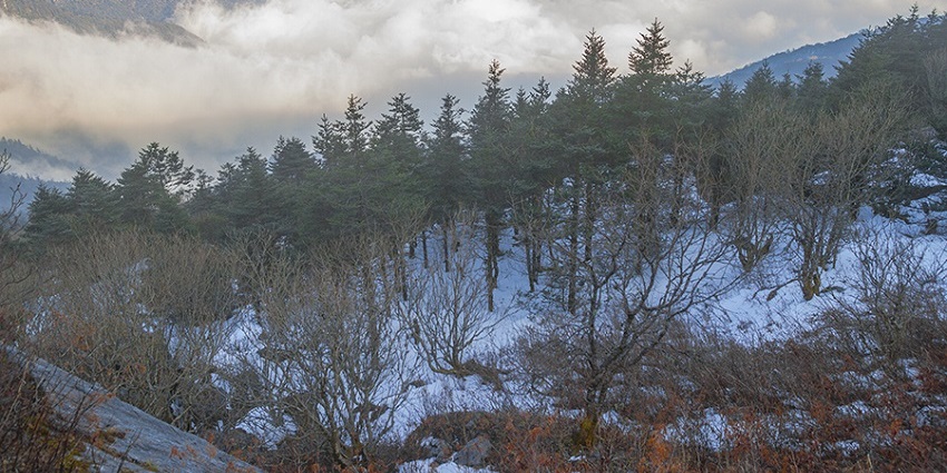 Aerial view of pine trees standing on the snow covered hills with clouds at the back drop