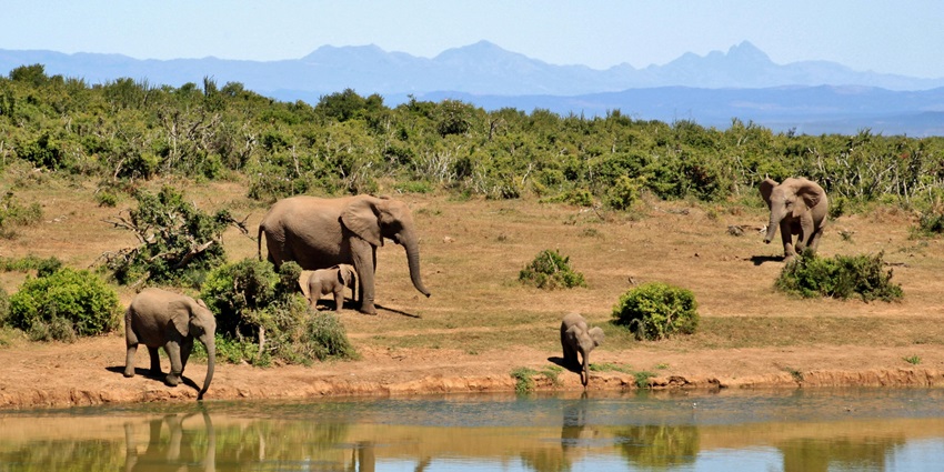 A herd of elephants drinking water by a lake in the Madhav National Park