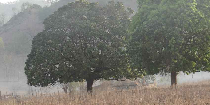 Image of dense forest of Shoolpaneshwar Wildlife Sanctuary - lush greenery under clear sky
