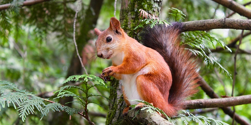 A view of a red-brown coloured squirrel standing on a branch of a tree at Shoolpaneshwar.