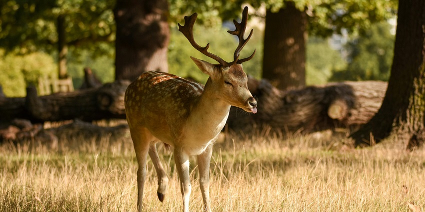 Image of a deer on a green grass field, with two horns - Picnic Place Near Vadodara
