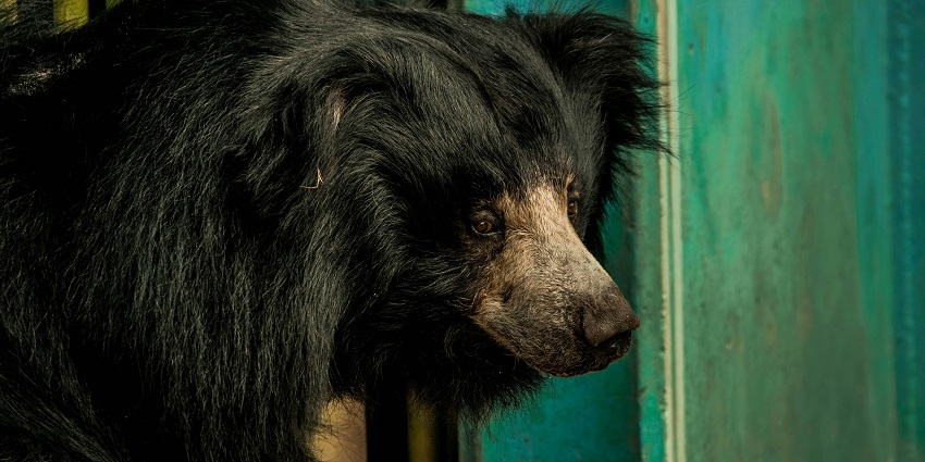 Snap shot of the Black India bear in its natural habitat of Shoolpaneshwar Wildlife Sanctuary