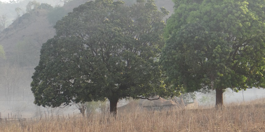 View of lush feilds inside the Shoolpaneshwar wildlife sanctuary