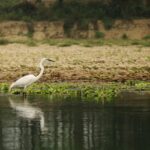 Explore Shuklaphanta National Park with its natural surroundings being so picturesque.