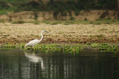 Explore Shuklaphanta National Park with its natural surroundings being so picturesque.