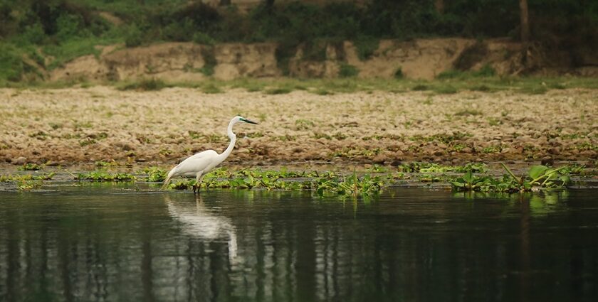 Explore Shuklaphanta National Park with its natural surroundings being so picturesque.