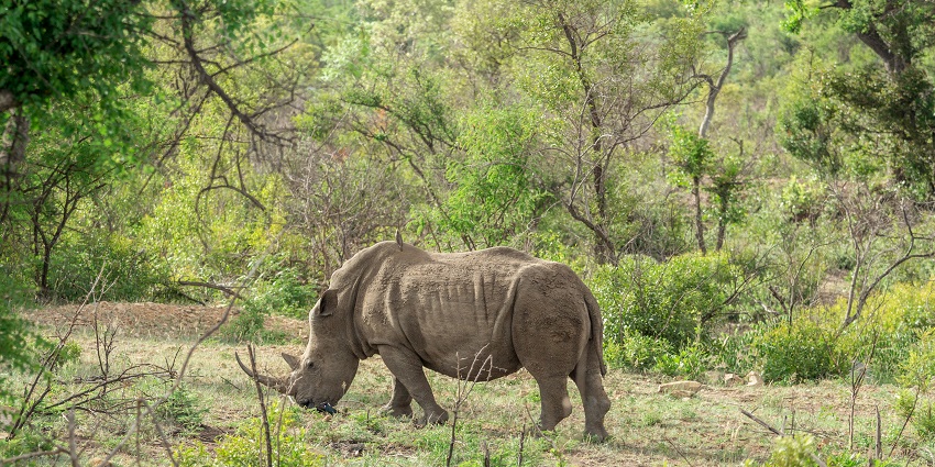 Shuklaphanta National Park offers the best experiences for a jungle safari in Nepal.