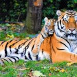 A glimpse of a tiger and its cub sitting on the sprawling lush green fields of Odisha.