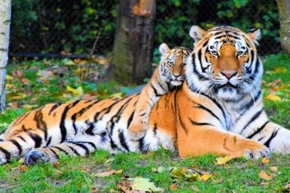 A glimpse of a tiger and its cub sitting on the sprawling lush green fields of Odisha.