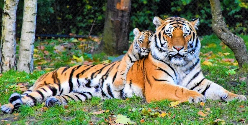 A glimpse of a tiger and its cub sitting on the sprawling lush green fields of Odisha.