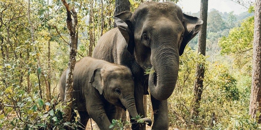 Elephants spotted at the Simlipal National Park, one of the top national parks in Odisha.