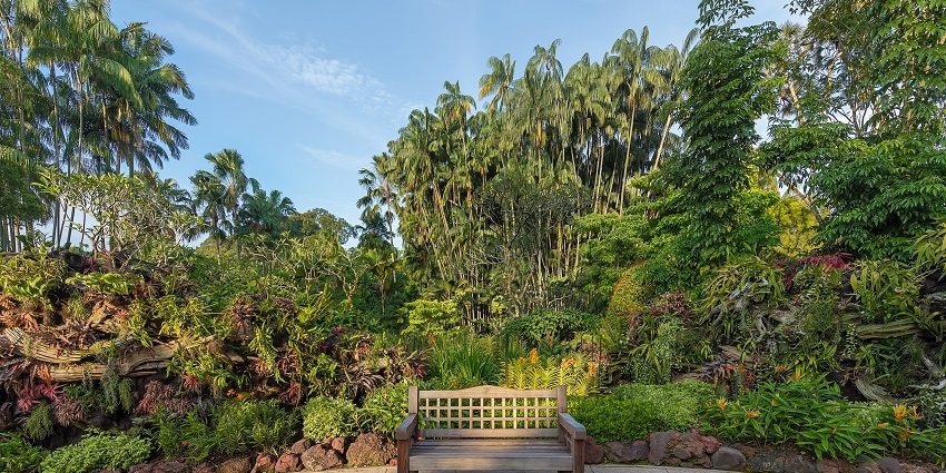 Wooden bench at Singapore Botanic Gardens, a tranquil spot for couples to cherish love.