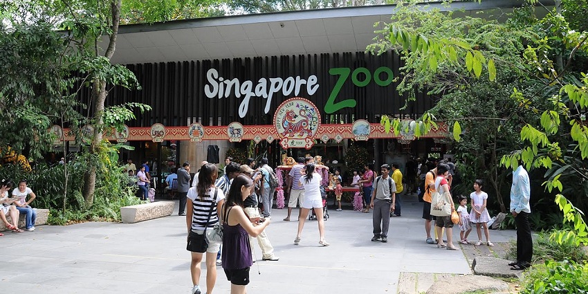 A stunning image showing the famous Singapore Zoo, with people watching it.