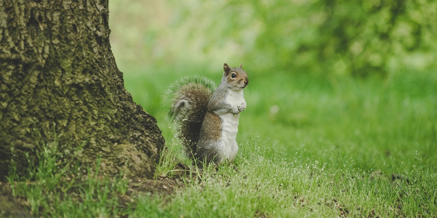 A view of a squirrel standing on the lush green fields of Sita Mata Wildlife Sanctuary.