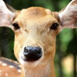 A breathtaking view of a small deer in a wildlife sanctuary surrounded by lush greenery.