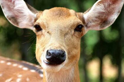 A breathtaking view of a small deer in a wildlife sanctuary surrounded by lush greenery.