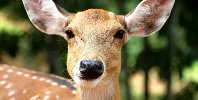 A breathtaking view of a small deer in a wildlife sanctuary surrounded by lush greenery.