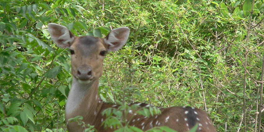 A picture of Chittal amidst lush greenery thriving in diverse habitats of desert jungles.