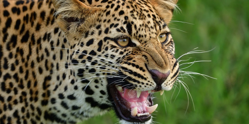 A hungry leopard in dense forests, highlighting the diverse flora and fauna of the region.