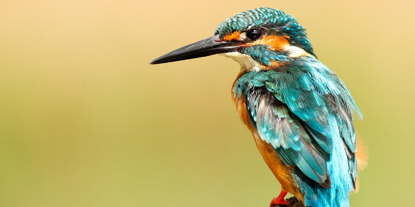 A bird at the Sitanadi Sanctuary, one of the famous national parks in Chhattisgarh.