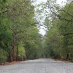 The lush greenery of Sitanadi Wildlife Sanctuary showcasing diverse flora and fauna