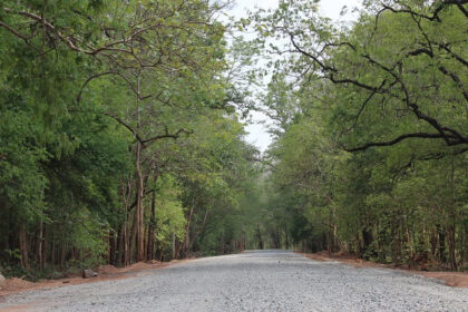 The lush greenery of Sitanadi Wildlife Sanctuary showcasing diverse flora and fauna