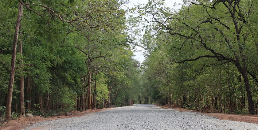 The lush greenery of Sitanadi Wildlife Sanctuary showcasing diverse flora and fauna