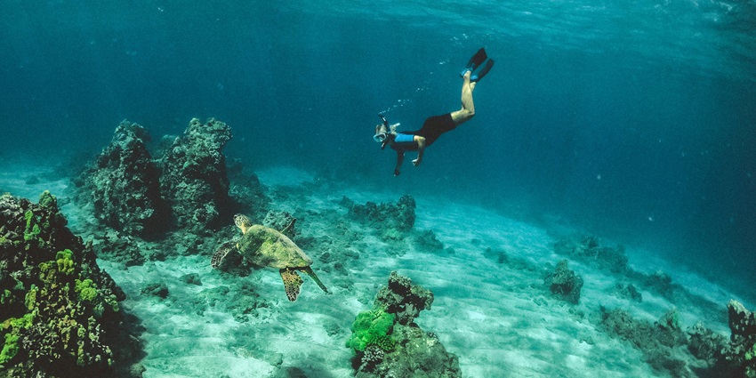Image of snorkelling under the sea showcasing coral reef and a turtle - Colva beach water sports