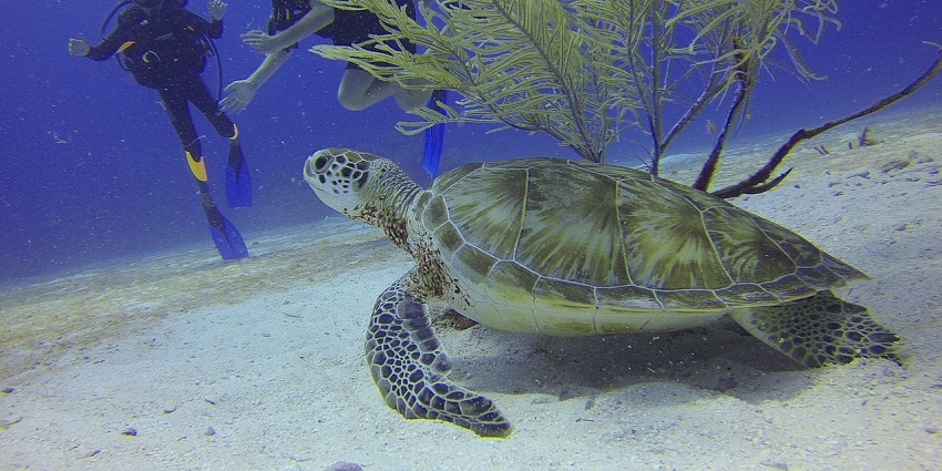 Snorkelling And Scuba Diving are two of the best things to do in Agatti Island for all.