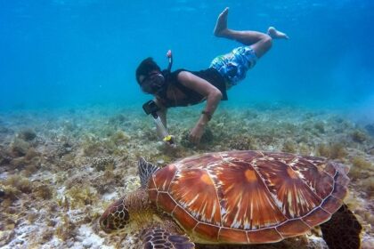 A breathtaking view of a person snorkelling underwater with a tortoise and coral reefs.