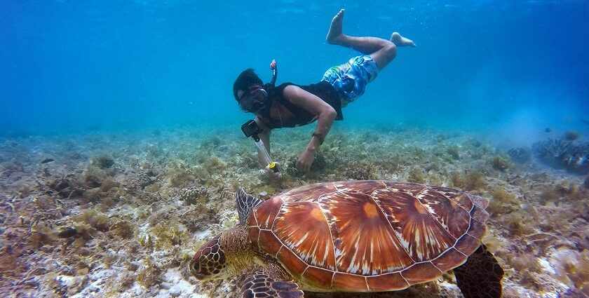 A breathtaking view of a person snorkelling underwater with a tortoise and coral reefs.