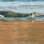 An image showing gharials relaxing at Son Gharial Wildlife Sanctuary in its fresh water shore of river