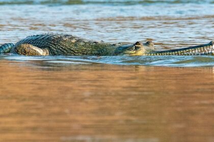 An image showing gharials relaxing at Son Gharial Wildlife Sanctuary in its fresh water shore of river