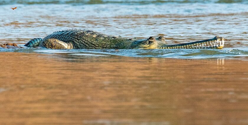 An image showing gharials relaxing at Son Gharial Wildlife Sanctuary in its fresh water shore of river