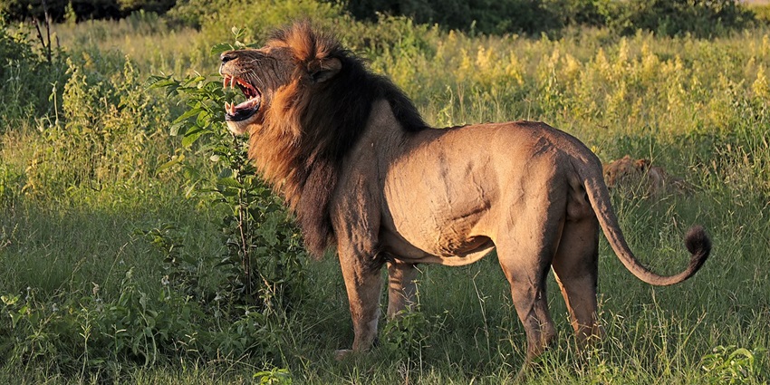 Old male African lion in a National Park, standing in grassland with a full mane.