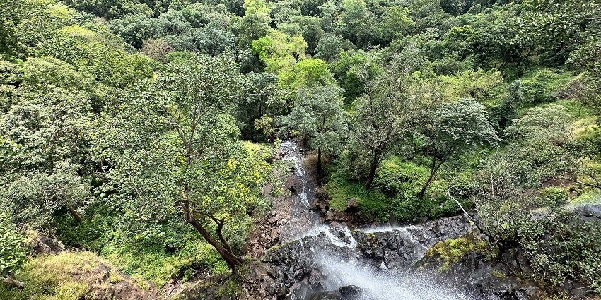 A scenic view of a dense forest in Amarkantak, Madhya Pradesh, with a small waterfall flowing through