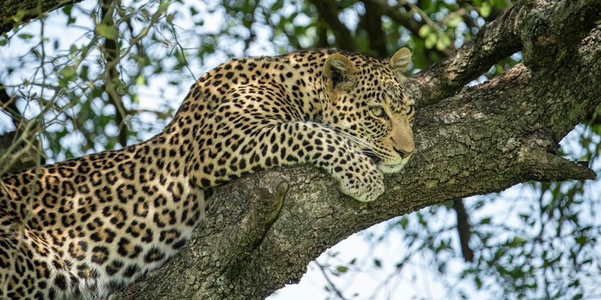 A leopard resting on a tree branch at Sorsan Sanctuary, a highlight among places to visit near Gugor Fort.