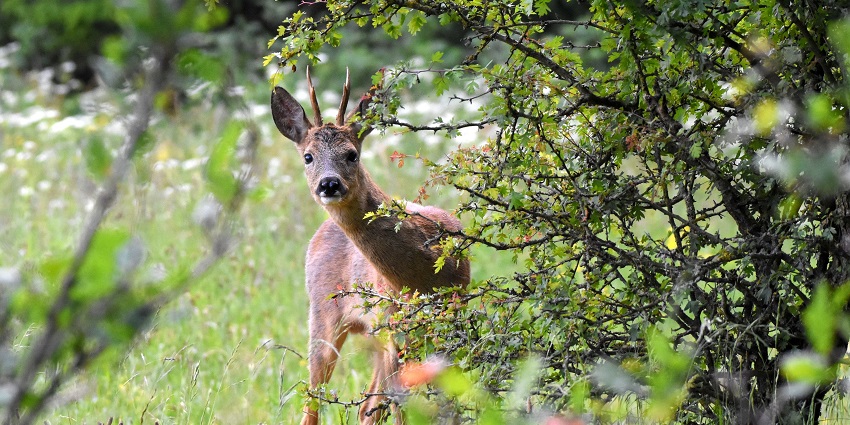 The open grasslands of Sorsan Wildlife Sanctuary near Bhilwara with a snapshot of deer