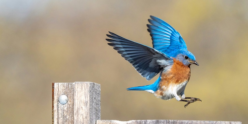 Expansive lush green Sorsan grasslands are perfect for bird watching and photography.