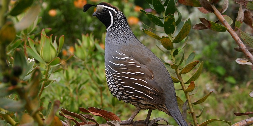 Quail bird in Sorsan Wildlife Sanctuary, showcasing the area's diverse wildlife.