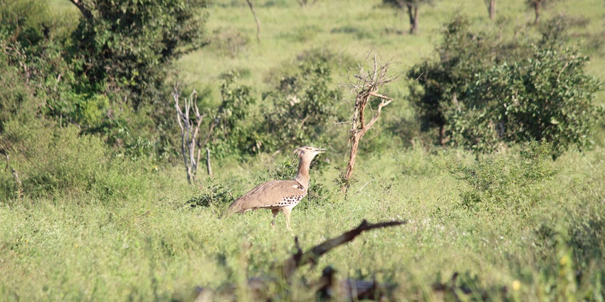 An Indian Bustard at Sorsan Wildlife Sanctuary - one of the places to visit near Kota.