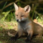 Vibrant fox perched in Sorsan Wildlife Sanctuary, highlighting its rich avian diversity.