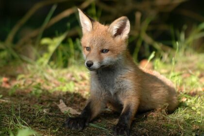 Vibrant fox perched in Sorsan Wildlife Sanctuary, highlighting its rich avian diversity.