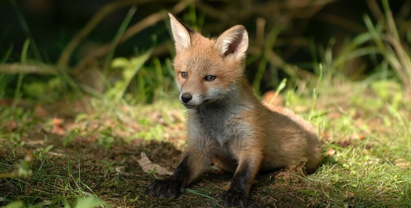 Vibrant fox perched in Sorsan Wildlife Sanctuary, highlighting its rich avian diversity.