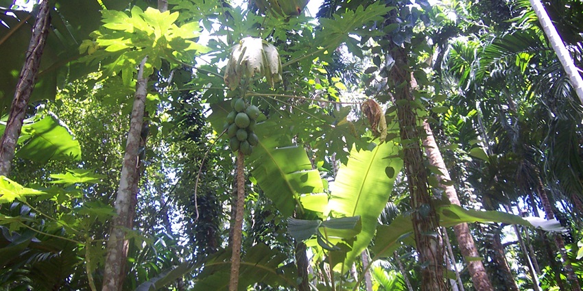 One of the exciting things to do in Goa for adults is to enjoy a spice plantation tour at Ponda