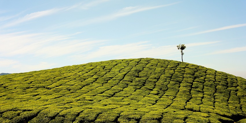 Feel refreshed at the spice plantations as one of things to do in Calangute in Goa.
