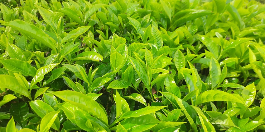 A glimpse of serene lush green vegetation of spice plantations in the region of Goa.