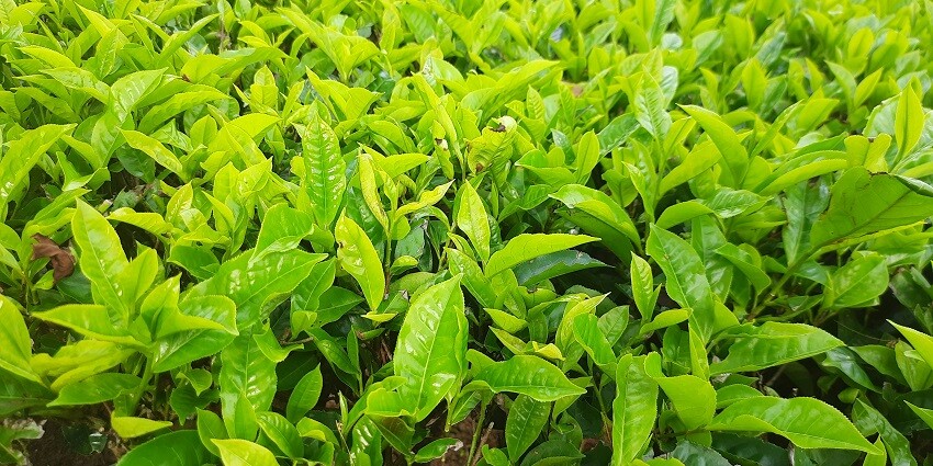A glimpse of the sprawling fields filled with lush green spice plantations and trees.