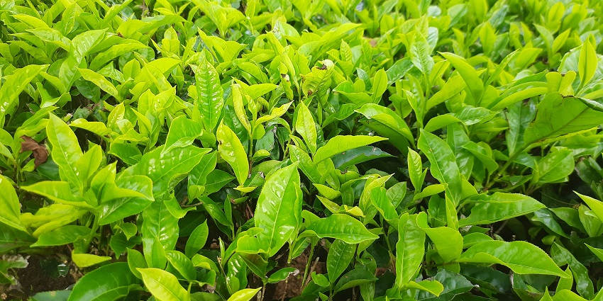 Explore the lush green spice plantations, one of the top things to do in Goa in monsoon.